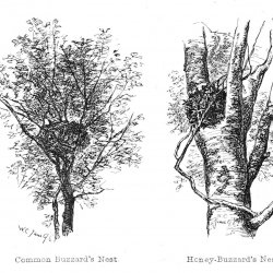 Walter-Crane-Nests-of-the-Honey-and-Common-Buzzard