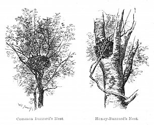 Walter Crane Nests of the Honey and Common Buzzard Wandbild