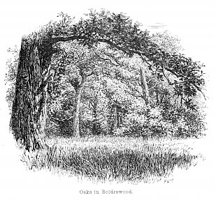 Walter Crane Oaks in Boldrewood Wandbild