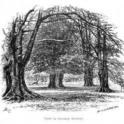 Walter-Crane-View-in-Bushey-Bratley