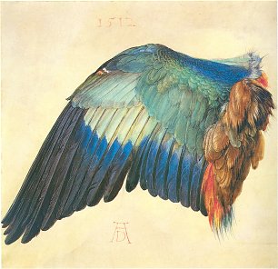 Albrecht Duerer Fluegel einer Blaurake Wandbild