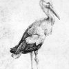 Albrecht-Duerer-Storch