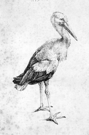 Albrecht Duerer Storch Wandbild