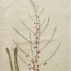 Holtzbecher-Johannes-Simon-Asparagus-officinalis