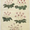 Holtzbecher-Johannes-Simon-Cyclamen-purpurascens--Cyclamen-hederifolium