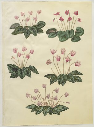 Holtzbecher Johannes Simon Cyclamen purpurascens  Cyclamen hederifolium Wandbild