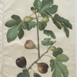 Holtzbecher-Johannes-Simon-Ficus-carica