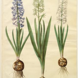 Holtzbecher-Johannes-Simon-Hyacinthoides-orientalis-simp-et-pl