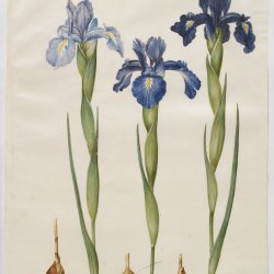 Holtzbecher-Johannes-Simon-Iris-xiphioides