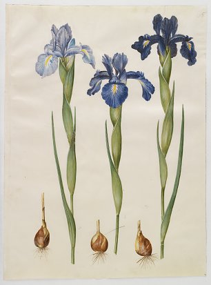 Holtzbecher Johannes Simon Iris xiphioides Wandbild