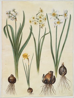 Holtzbecher Johannes Simon Narcissus tazetta Narcissus orientalis Corbularia bulbocodium Wandbild