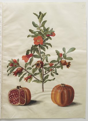 Holtzbecher Johannes Simon Punica granatum simp et pl Wandbild