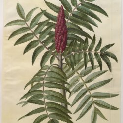 Holtzbecher-Johannes-Simon-Rhus-typhina