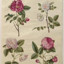 Holtzbecher-Johannes-Simon-Rosa-gallica