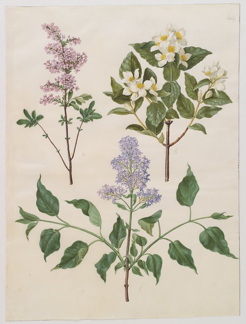 Holtzbecher Johannes Simon Syringa x persica Philadelphus coronarius Syringa vulgaris Wandbild