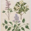 Holtzbecher-Johannes-Simon-Syringa-x-persica-Philadelphus-coronarius-Syringa-vulgaris