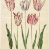 Holtzbecher-Johannes-Simon-Tulipa-gesneriana-2