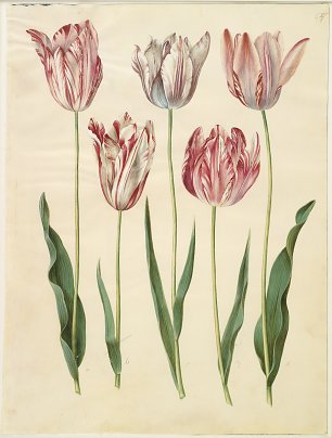 Holtzbecher Johannes Simon Tulipa gesneriana 2 Wandbild