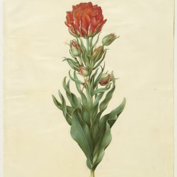 Holtzbecher-Johannes-Simon-Tulipa-gesneriana