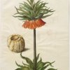 Holtzbecher-Simon-Johannes--Fritillaria-imperialis