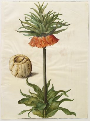 Holtzbecher Simon Johannes  Fritillaria imperialis Wandbild