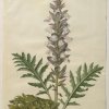 Holtzbecher-Simon-Johannes-Acanthus-mollis