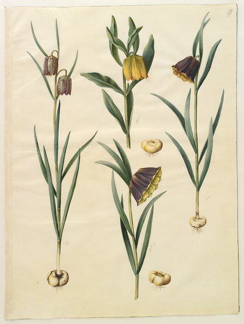 Holtzbecher Simon Johannes Fritillaria meleagris  Fritullaria lutea eller Fritullaria latifolia var lutea Fritillaria pyrenaica Wandbild