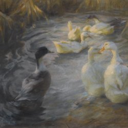 Alexander-Koester-Enten-zwischen-Schilf-im-Teich