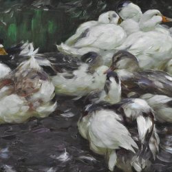 Alexander-Koester-Enten2