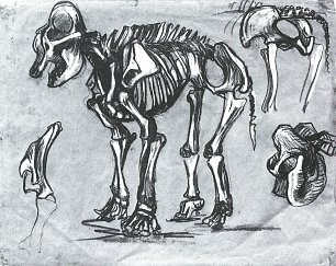 Franz Marc Skelett eines Elefanten Wandbild