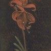 Philipp-Otto-Runge-Amaryllis