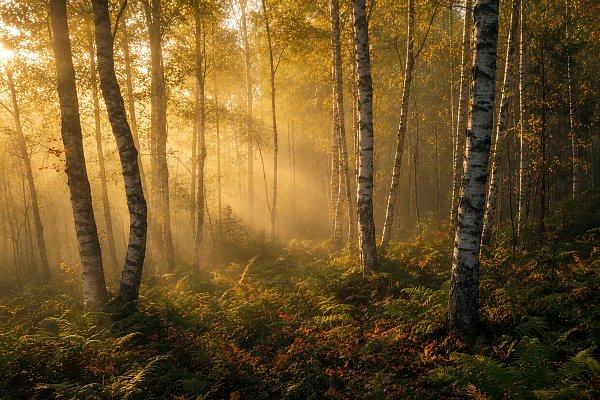 birkenwald, morgenlicht, nebel, goldene stunde, herbst, wald, lichtstrahlen, frieden, naturschauspiel, baumstämme, farne, dämmerung, stimmungsvoll, naturfotografie, lichteffekt, ruhe, waldlichtung, herbstlaub, morgendämmerung, atmosphärisch Wandbild