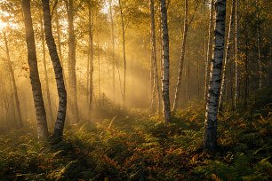 birkenwald, morgenlicht, nebel, goldene stunde, herbst, wald, lichtstrahlen, frieden, naturschauspiel, baumstämme, farne, dämmerung, stimmungsvoll, naturfotografie, lichteffekt, ruhe, waldlichtung, herbstlaub, morgendämmerung, atmosphärisch Wandbild