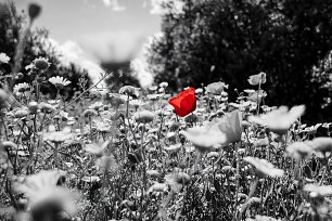 SchwarzWeiss0019 Wandbild