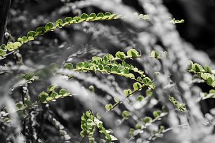 SchwarzWeiss0120 Wandbild