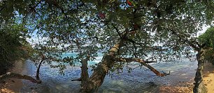 Baum am Meer Wandbild