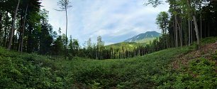 Bergwald Wandbild