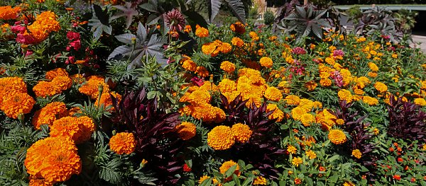 Blumenpracht