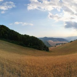 Ein-Bett-im-Kornfeld