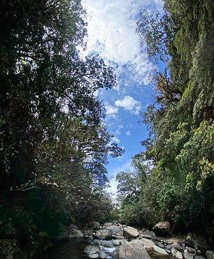 Fluss im Regenwald Wandbild