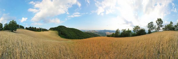 Italien Getreidefeld
