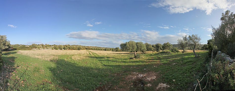 Landschaft mit Olivenbaeumen Wandbild