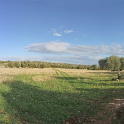 Landschaft-mit-Olivenbaeumen