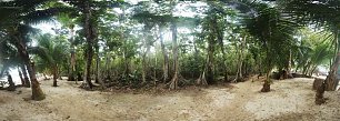 Mangrovenwald Wandbild