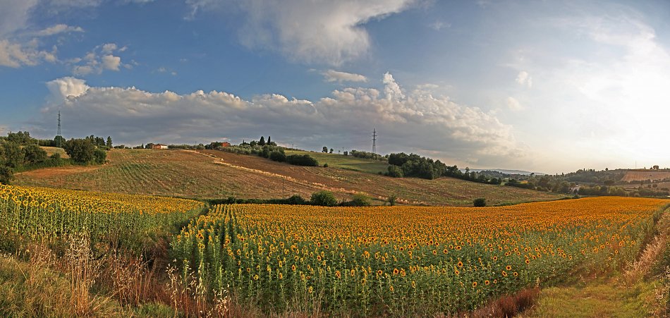 Sonnenblumenfeld Toscana Wandbild