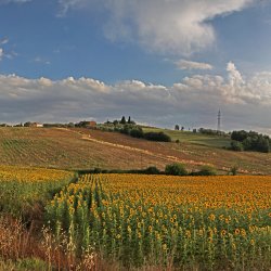 Sonnenblumenfeld-Toscana