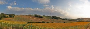 Sonnenblumenfeld-Toscana