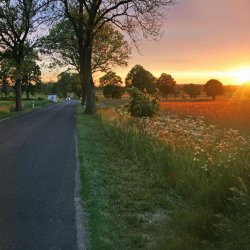 Sonnenuntergang-Wald-Felder-Wiesen