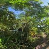 Tropischer-Garten