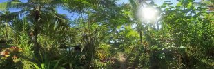 Tropischer-Garten